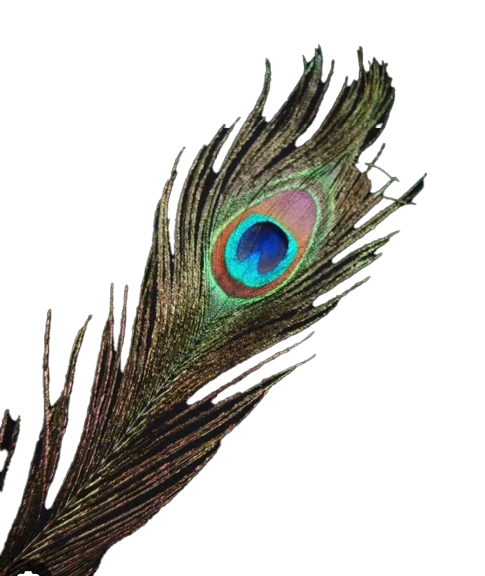 Pawie pióro – symbol przebudzenia wewnętrznego